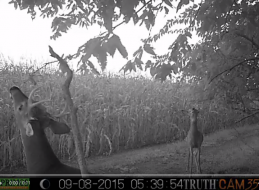 Smokeys Lure video