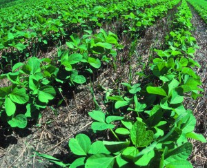 Soybeans