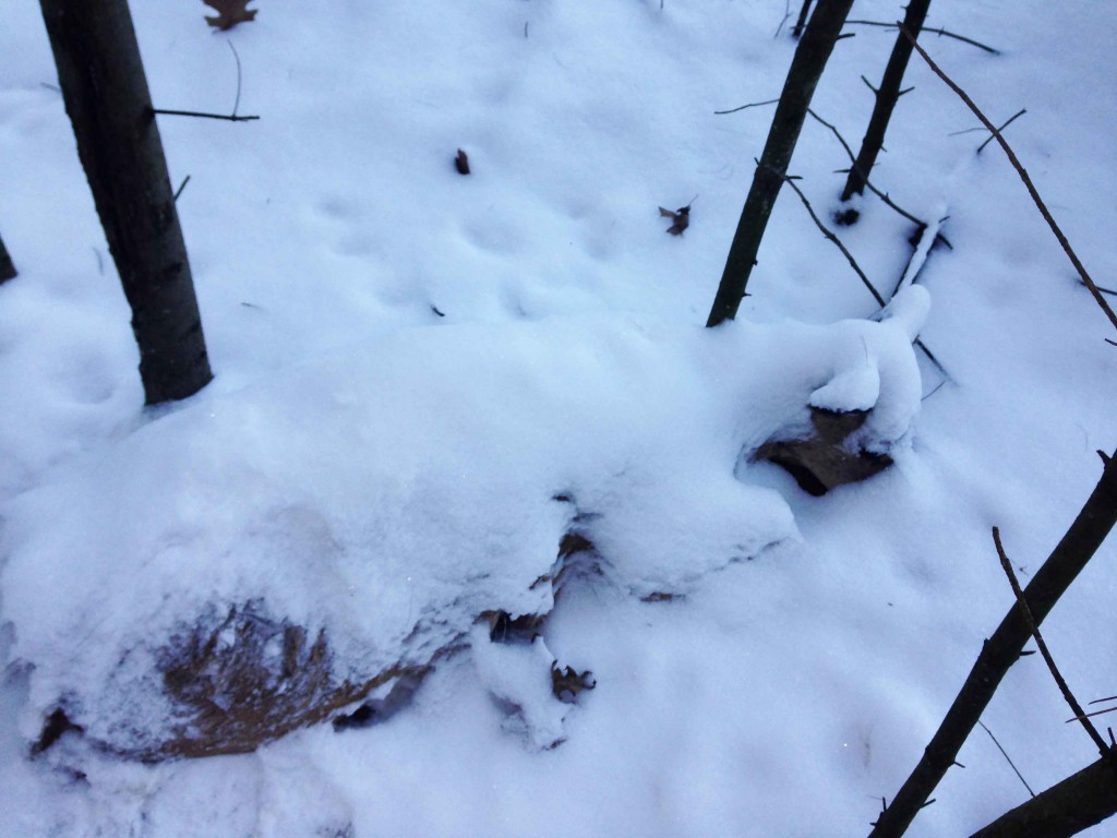 While hunting this weekend, Dan Schmidt found this deer frozen to death in its bed. The deer had no visible signs of injury, but it is unlikely that it died from starvation. (photo by Dan Schmidt)