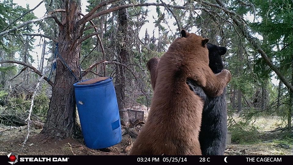 Whoa! You never know when your game cameras will capture a photo of two bears dancing in the woods. Moon River, anyone? You lead ... so graceful.