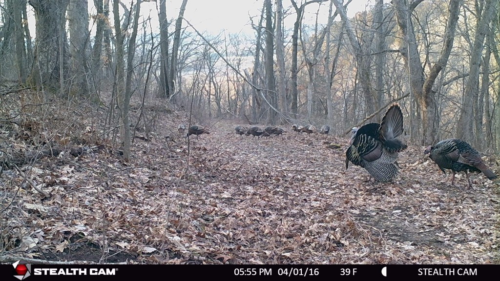 This gobbler is definitely showing off for the other birds around him, which isn't unusual in spring!