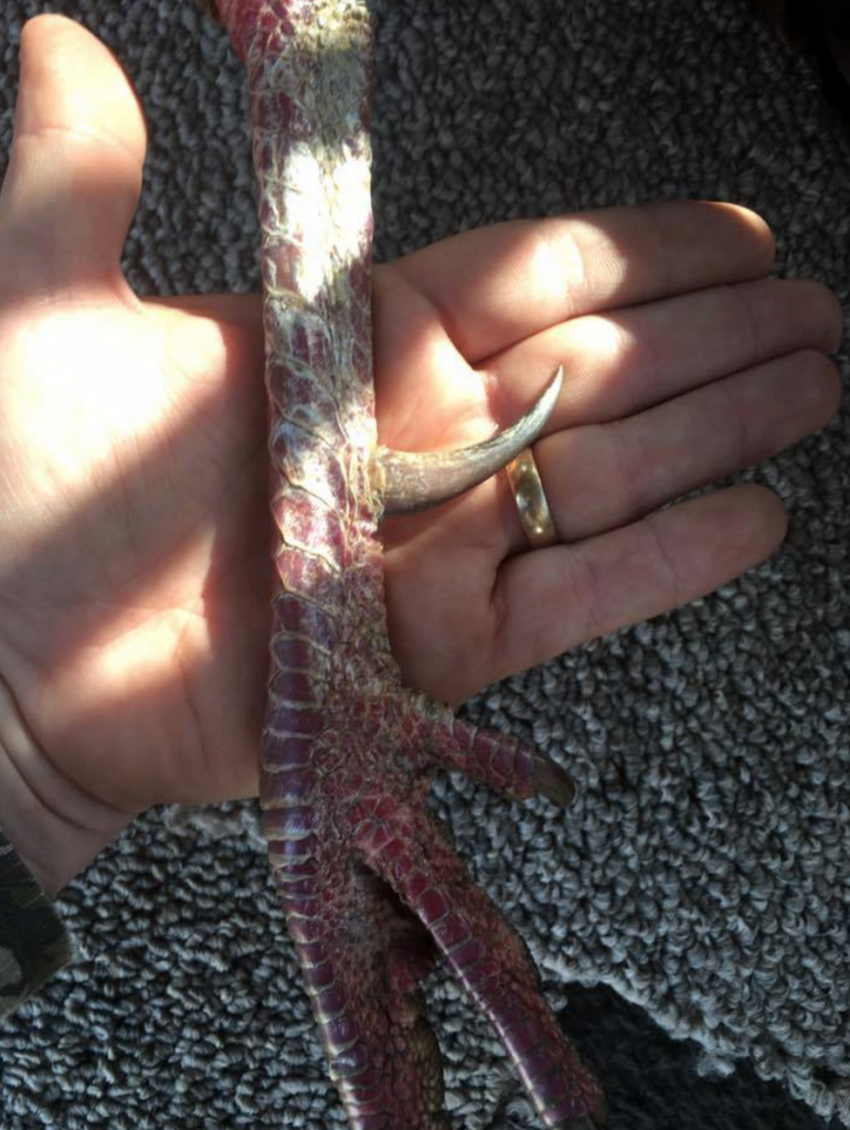 Cord Maddox's turkey had spurs that measured almost 2 inches each. Wow! (Photo: TWRA)