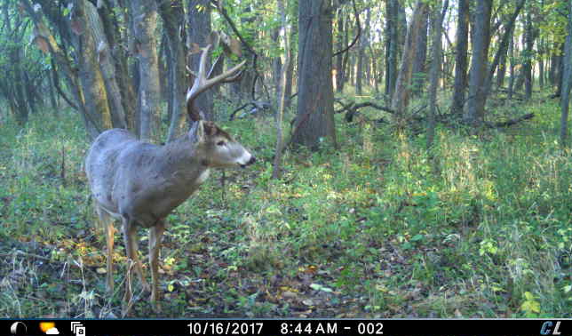 Cuddeback