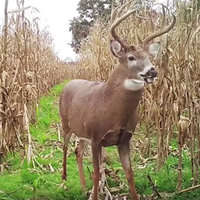 Target That Buck | Land of Whitetail TV