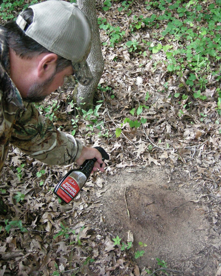 Urine is best to use in a mock scrape for camera surveys or hunting, but don't forget the overhead licking branch.