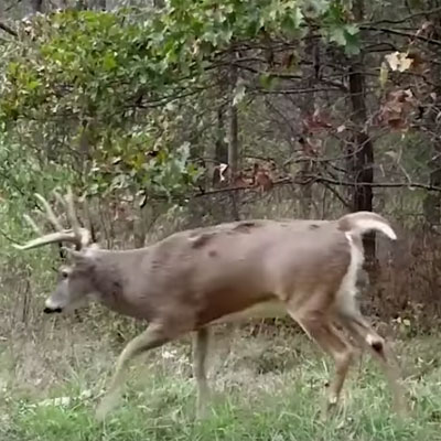 The Midwest | Destination Whitetail TV