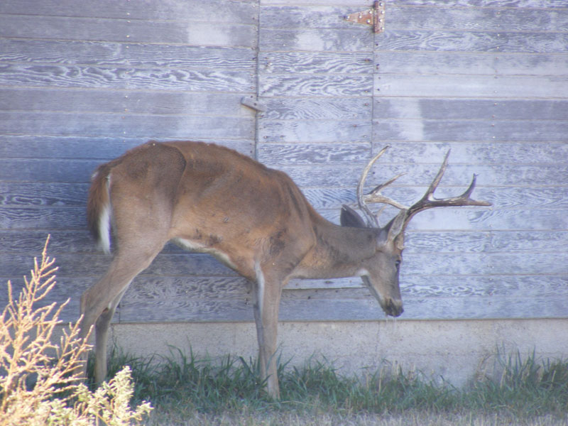 The War Over Explaining Chronic Wasting Disease