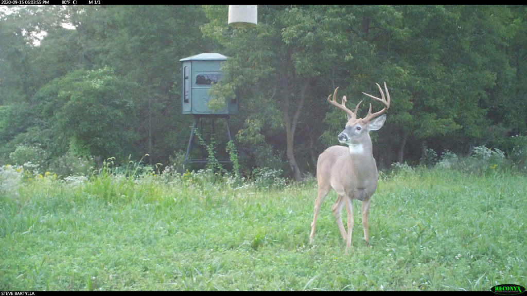 deer movements