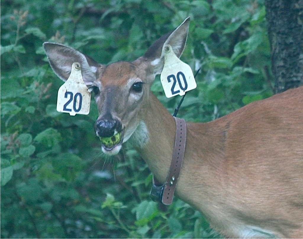 This tagged-collared deer was part of a sterilization program in Virginia.
