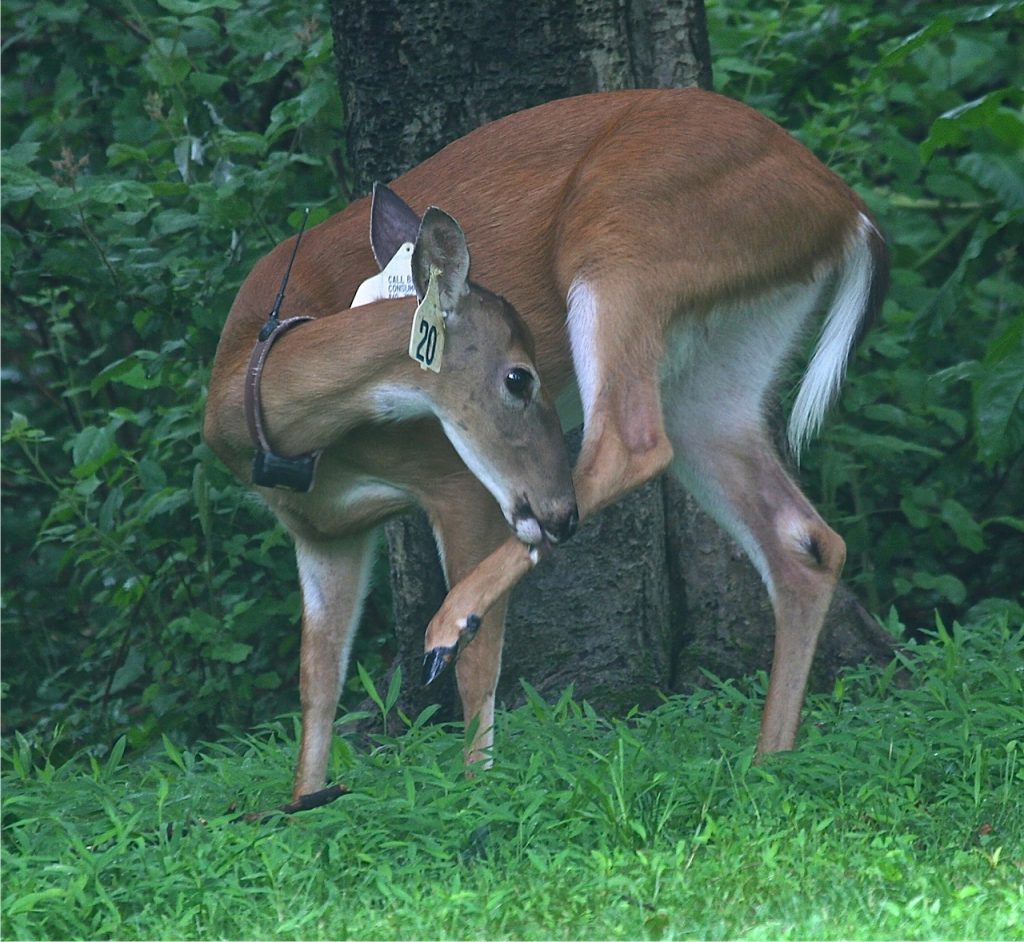 Deer are being darted, captured, surgically sterilized, tagged and collared, and then released in the City of Fairfax as part of a "no kill" project.