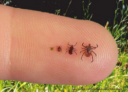 Ticks