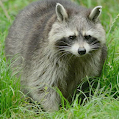 Time-Tested Trapper Secrets for Better Deer Hunting