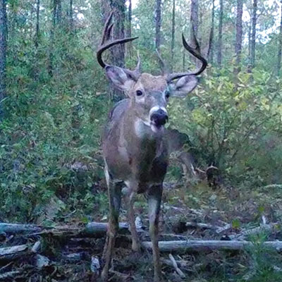 Top Tips for Setting Up Trail Cameras