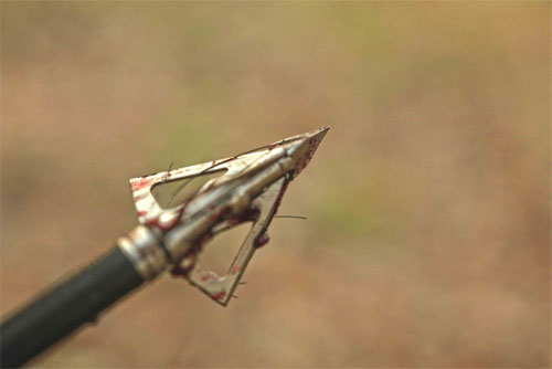 Titanium X four-blade broadhead