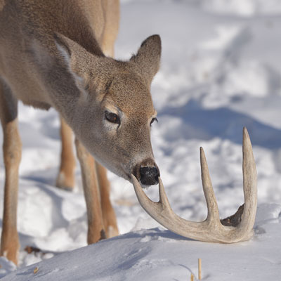 Top Spring Tips: Shed Hunting, Planning Food Plots