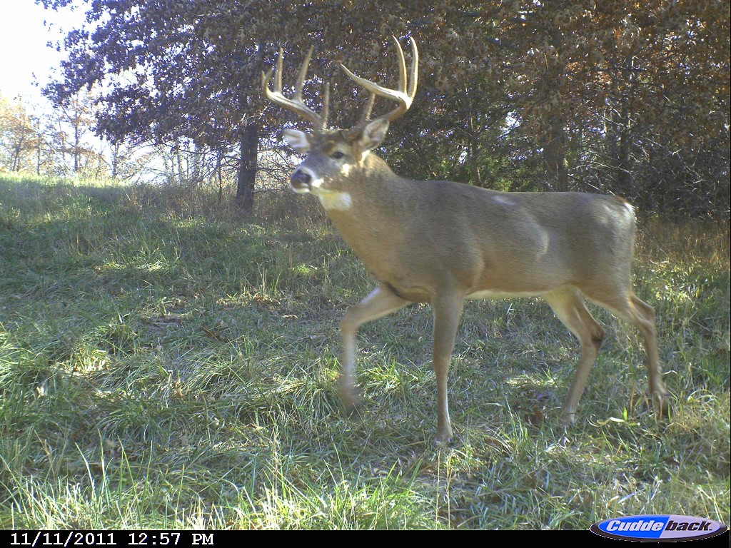 Now is a great time to start your post-season camera surveys and keep up with bucks that maybe survived the season.
