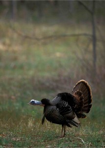 Being in the right place is a key, but sometimes hunters have to try multiple calls to get a gobbler to respond. (Photo: Stephen Bauer/NWTF)