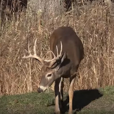 Understand Research-Based Deer Habitat Management Plans
