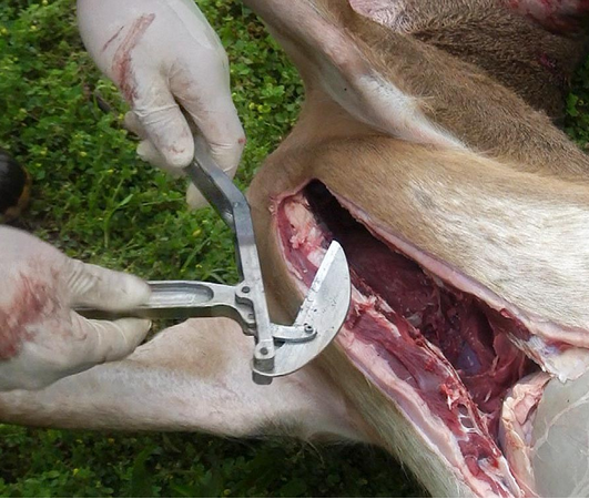 Opening a deer easily and quickly helps you get it cleaned and cooled down. Click the photo to learn more ...
