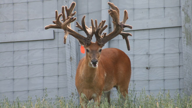 Giant bucks bred to grow large antlers through genetics and supplemental feeding programs continually spark debate within the hunting community. (Photo: WhitehouseWhitetails.com)