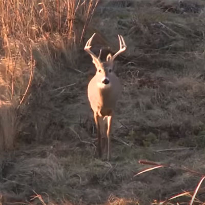 Whitetails and Wind | Deer & Deer Hunting TV