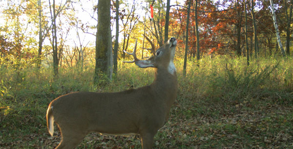Multiply the Force of Deer Scents