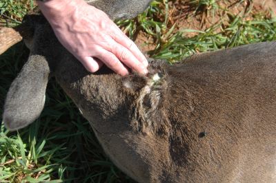 Huge Deer Survived Nasty Fight