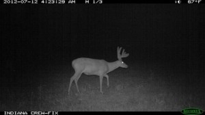 A trail camera photo of Nightmare, an Indiana buck killed illegally last October.