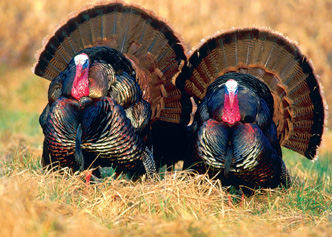 Some days during turkey season it all comes together and other days, it's a frustrating mess. (Photo: NWTF)