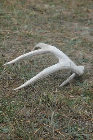 How to Make a Knife Handle From Deer Sheds