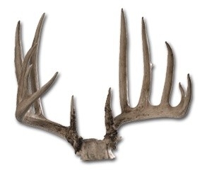 big whitetail antlers huge whitetail rack