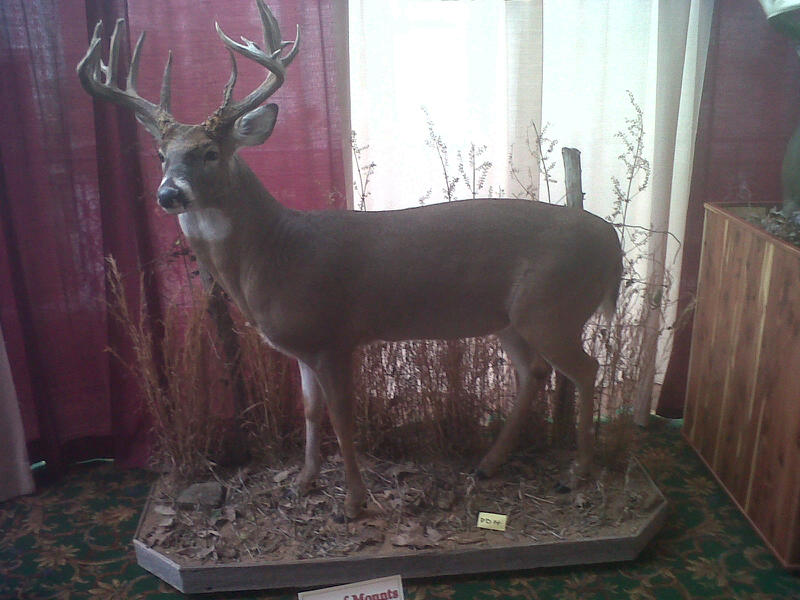 big deer/huge antlers