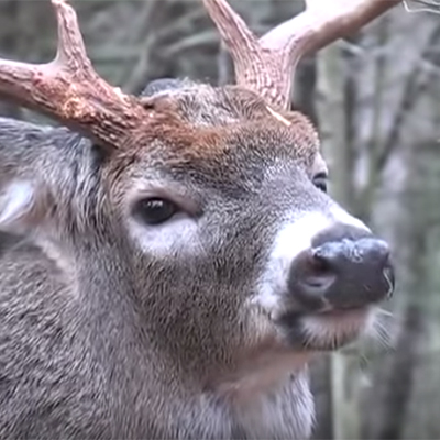 Whitetail Deer Vocalization