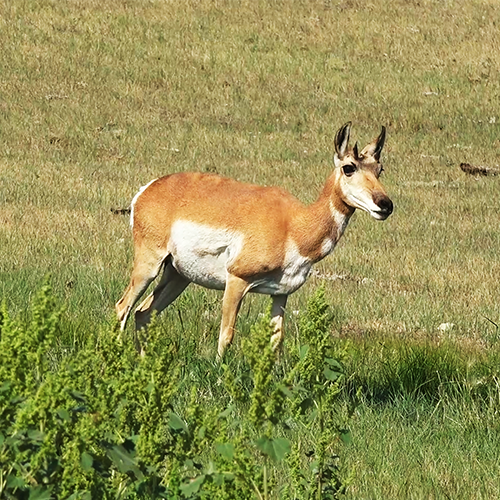 antelope