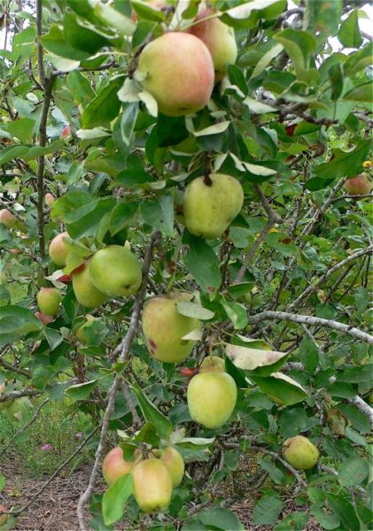 When to Plant Trees for Deer Hunting
