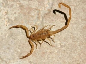 Arizona Bark Scorpions are just one of many critters in the Southwest that hunters have to watch for.