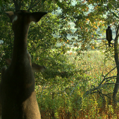 deer scent attracts deer