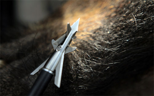 broadhead