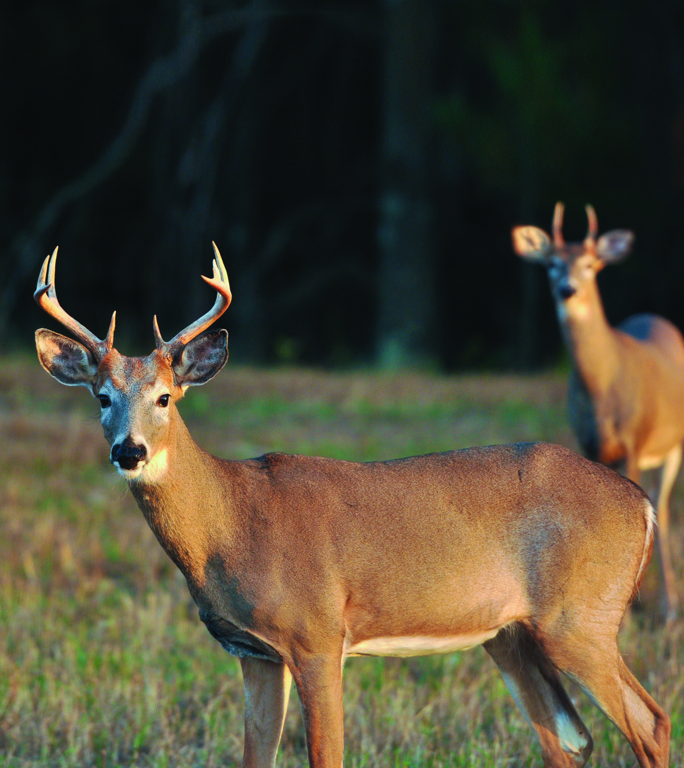 Deer Management Myths
