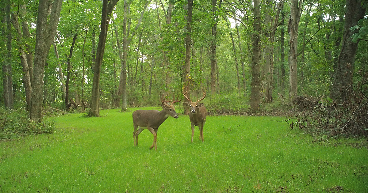 dominant buck