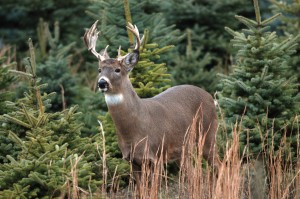 whitetail deer hunting