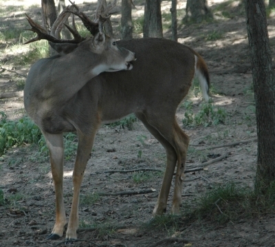 Booner buck