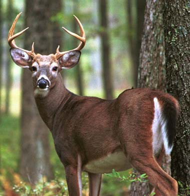 Hunting during weekdays or "off peak" times along with keeping mum about special or secret areas are two ways to hunt more effectively.