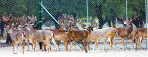 Captive deer would have been reclassified as livestock under a bill that was vetoed by Missouri Gov. Jay Nixon. Missouri's legislature failed to override the veto by one vote.