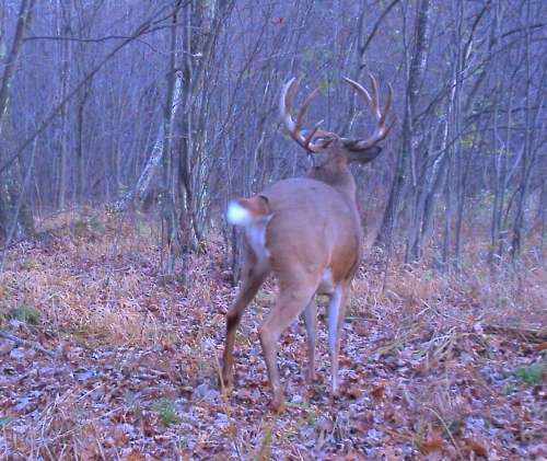 Monster 10-point whitetail buck.
