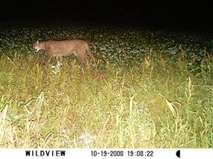 Cougar Wisconsin Mountain Lion