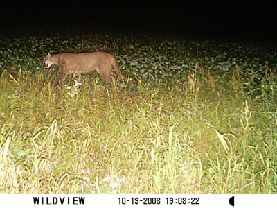 Mountain Lion