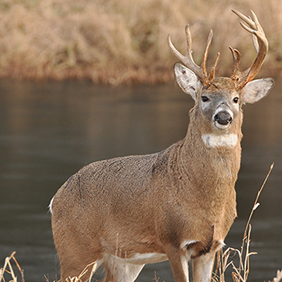 culls bucks