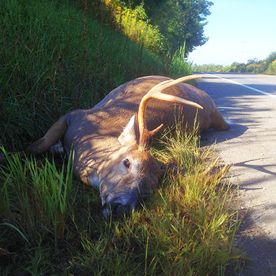 A sad sight to deer hunters is a nice buck dead along the road, especially just before hunting season. Even sadder is the fact that every deer seen lying along the road represents a serious cost in property damage and the possibility of a lost human life. (Steve Sorensen photo)