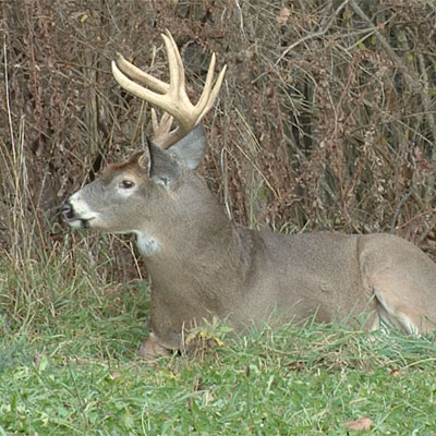 How to Identify and Hunt Deer Bedding Areas